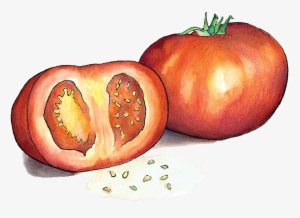 Tomatoes - Food