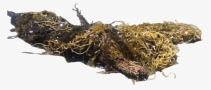 Png Seaweed