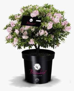 Bloombux® Ideal For The Garden And The Tub - Rhododendron 'nugget By Bloombux'
