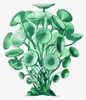 Algae Seaweed Art Forms In Nature Acetabularia Ryukyuensis - Ernst Haeckels Prints