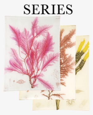 Pressed Seaweeds - Art Print: Red Botanical Study Iv By Kimberly Poloson