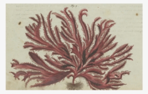 Red Seaweed - John Derian