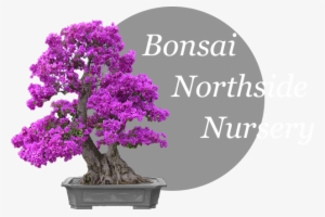 Bonsai Northside Nursery Logo - Bonsai