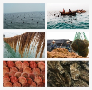 Qingdao Gather Great Ocean Seaweed Culture Co - Qingdao