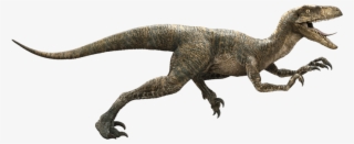 Download Jurassic World Png Transparent Image - Il Velociraptor