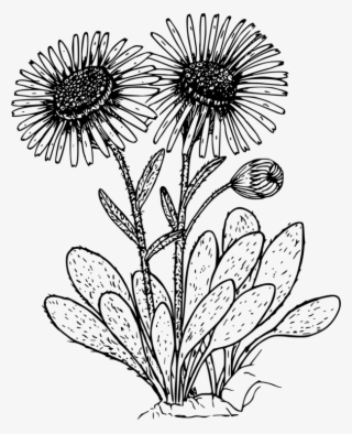 609 X 750 3 - Daisies Clipart Black And White