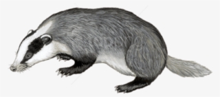 Free Png Download Badger Illustration Png Images Background - Animals In English