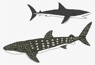 1024 X 700 1 - Whale Shark