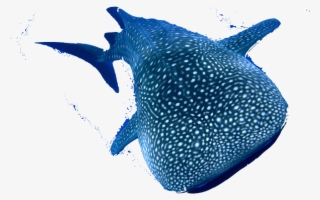 Species- Whale Shark - Whale Shark