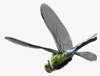 Creating Visuals And Soundscapes - Hawker Dragonflies