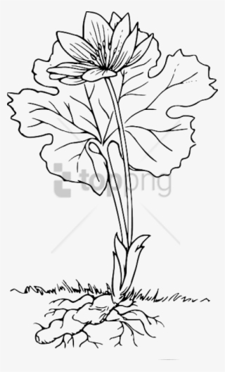 Free Png Download Plant With Roots Outline Png Images - Flower Roots Clipart Black And White