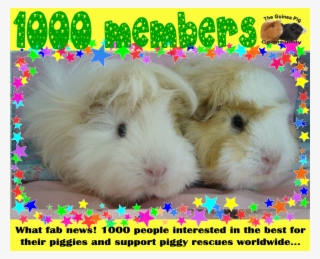 The Guinea Pig Community On Facebook Now Has 1000 Members - Guinea Pig