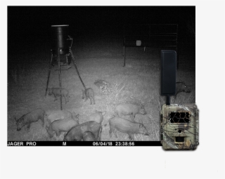 Texas Wild Hog Control Will Assess Your Property At - Monochrome