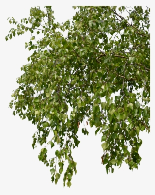 Birch