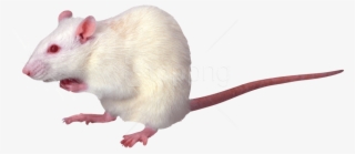 Free Png Mouse Png Png Images Transparent - Photoacoustic Imaging