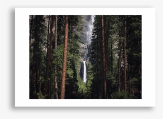 Spruce-fir Forest