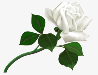 White Rose Clipart Guldasta - Thanks For Add Me