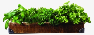 Herbs - Leaf Vegetable