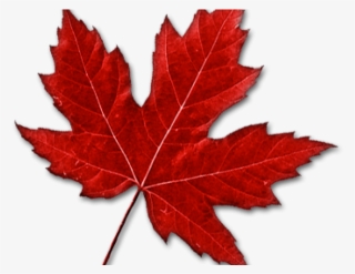 Images Of Maple Leaf - Maple Leaf Clipart Png