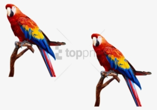 Download S For Photoshop Png Images Background Toppng - Birds And Animals Png