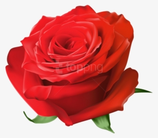 Free Png Download Red Rose Transparent Png Images Background - Blue Rose Transparent