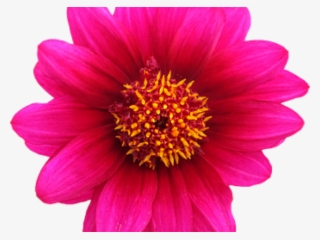 Red Flower Clipart Png Format - Transparent Background Flower Png