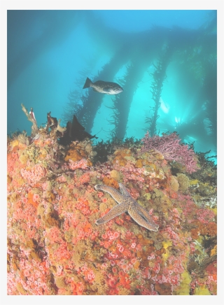 Cropped Rodrigo Beas Kelpforest Database - Monterey Bay Underwater