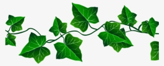 Green Leaves Clipart Real Leaf - Transparent Background Ivy Png