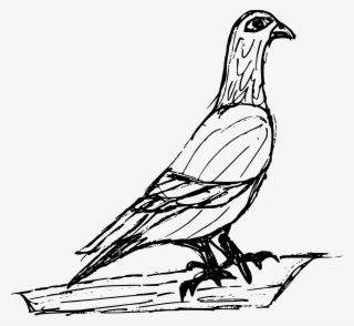 Free Download - Sketch