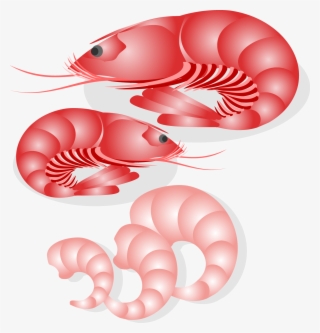 Seafood Vector Png - Shrimp