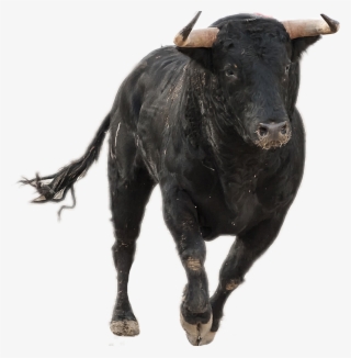 Bull Taurus Running Rodeo Sticker By Sky - Bull Running Png