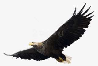 Free Png Download Eagle Png Images Background Png Images - Eagle Png