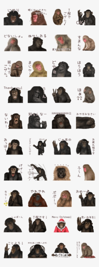 Real Monkey Sticker Of Zumo - Gorilla