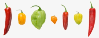 Peppers - Tabasco Pepper