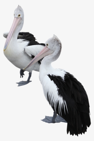 Two Pelicans Png Image - Brown Pelican