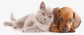And Horse Sitting Pet Dog Together Cat Clipart - Cat And Dog Hd