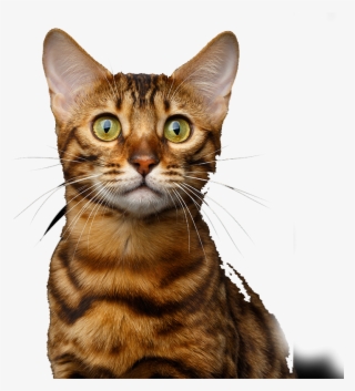 Shopping Background Dog Shopping Background Cat - Cat