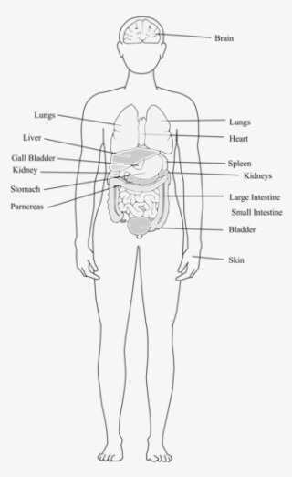 Finger Human Body Organ System Human Leg - Human Body