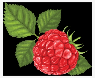Transparent Raspberries
