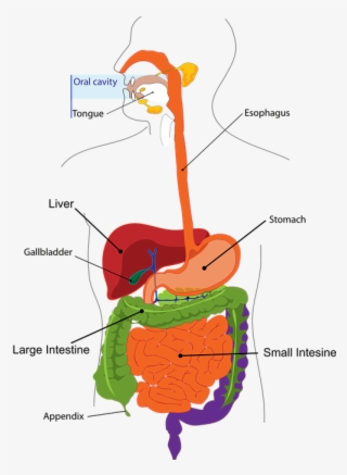 Gastrointestinal Tract Diagram