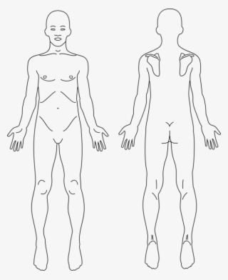 Anatomy Human Body Human Back Diagram Organ - Leg Front And Back Diagram