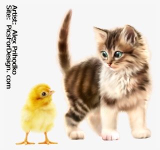 Kitty-chick - Kitten