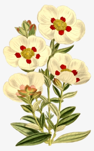 Labdanum Gum Rockrose Flowering Plant Plants - Flower Quotes In English