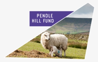 The Pendle Hill Fund Is A Community Grants Scheme, - Sheep