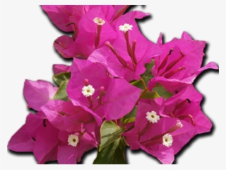 Bouganvillea Clipart Transparent - Bougainvillea Flower