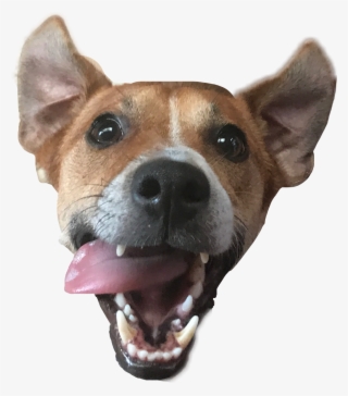 #dog #cane #lmao #doghead #italy #freetoedit - Companion Dog