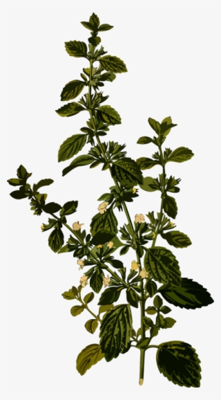 Lemon Balm Medicinal Plants Officinalis Herb - Melissa Officinalis