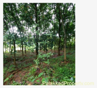 For Sale,plot ,300 Mts From Main Road,house Plot - Grove