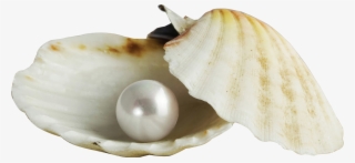 Royalty Free Stock Pearl Transparent Shell Png - Pearl In A Shell
