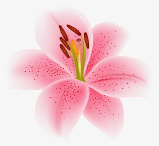 Pink Lilium Flower Transparent Image - Stargazer Lily